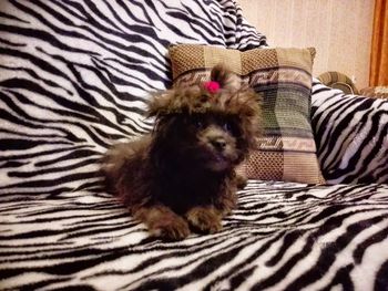 Dog lying on bed