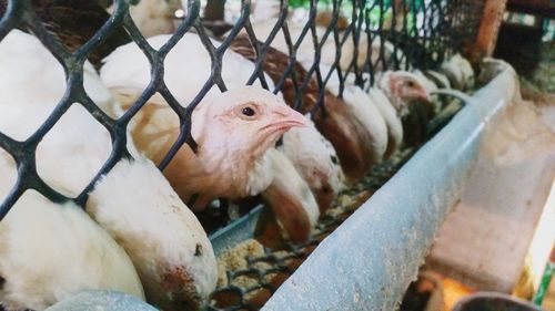 Close-up of birds in cage