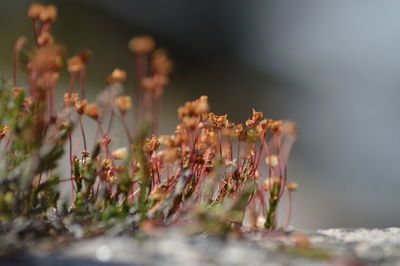 Plants against blurred background