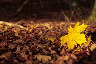 Close-up of yellow maple leaves on field