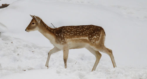 Side view of deer standing on snow covered land