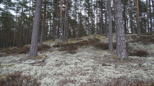View of trees in forest