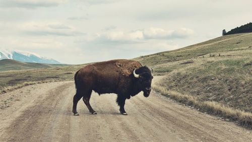 Cow on road against sky