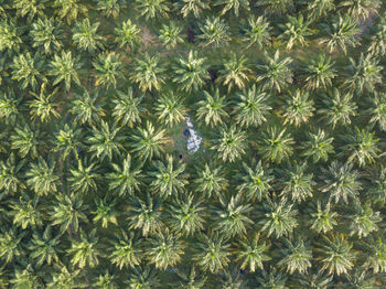 Full frame shot of cactus plants