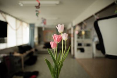 Close-up of pink flowering plant at home