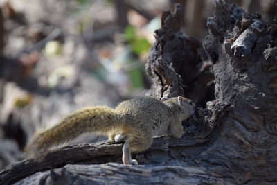 Close-up of squirrel