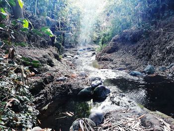 Scenic view of waterfall in forest