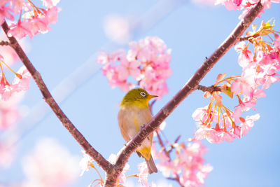 Low angle view of bird perching on tree