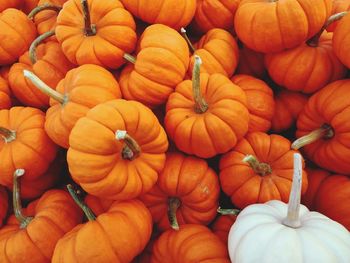 Full frame shot of pumpkins for sale