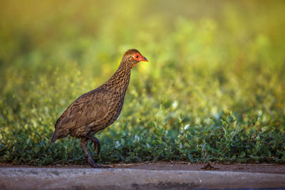 Close-up of bird perching on field