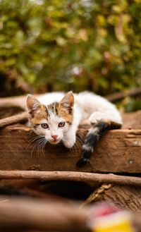 Portrait of kitten relaxing on wood