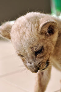 Close-up of a cat