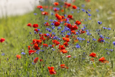 Close-up of red poppy flowers in field