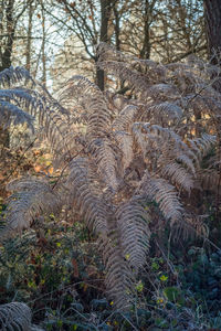 Close-up of tree branches against sky
