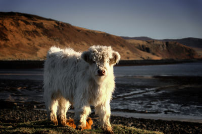 Cow on shore against sky