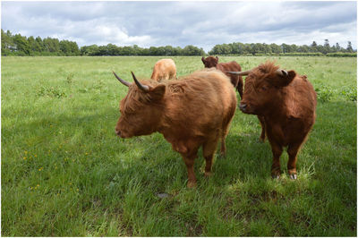 Horses in a field