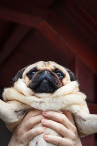 Close-up of hand holding small dog