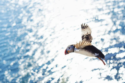 Puffin bird flying over water