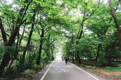 People walking on road amidst trees in forest