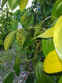 Close-up of green leaves growing on tree