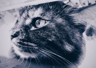 Close-up portrait of a cat