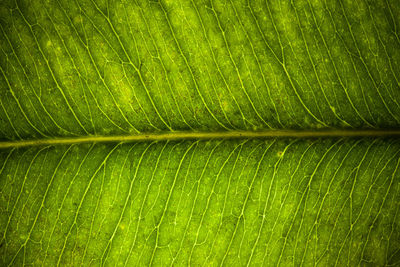 Green fresh leaf veins macro abstract texture nature background