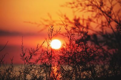 Silhouette plants against sky during sunset