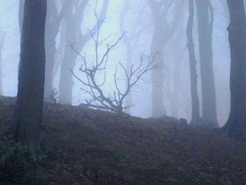 Bare trees in forest against sky