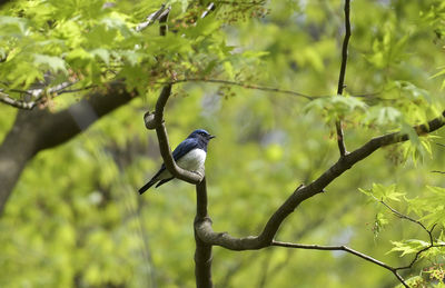 Close-up of bird perching on tree