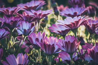 Close-up of pink flowering plants on field