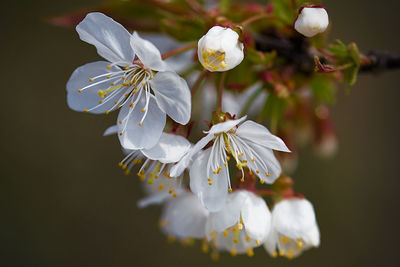 Close-up of white cherry blossom