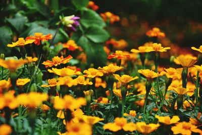 Close-up of yellow flowers blooming outdoors