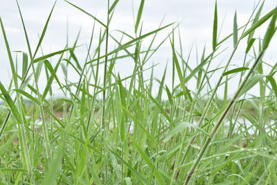Close-up of fresh green plants on field against sky