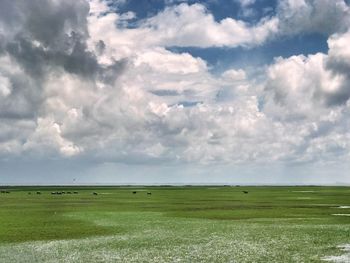 Scenic view of field against sky