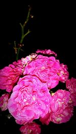 Close-up of pink flowers