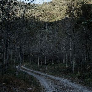 Road passing through forest