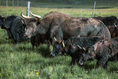 Yak of china