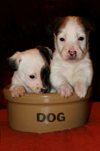 Close-up portrait of a dog