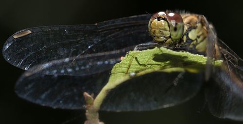 Close-up of insect on leaf against black background