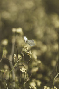 Bird flying in a sunlight