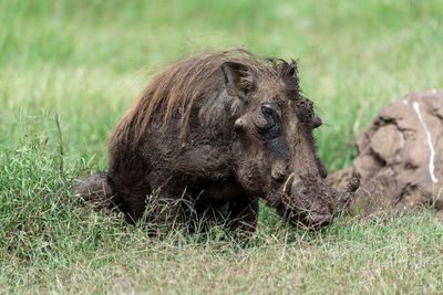 Lion relaxing on field