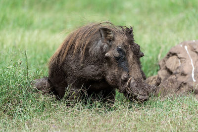 Warthog in a field