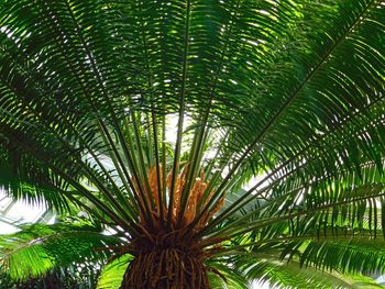 Low angle view of palm tree against sky