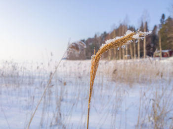 Close-up of snow on plants during winter