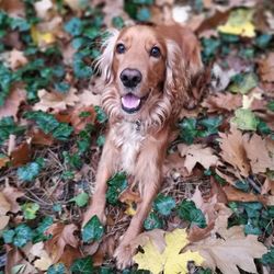 Close-up portrait of dog