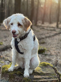 Portrait of dog sitting on land