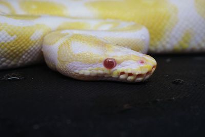 Close-up of a snake