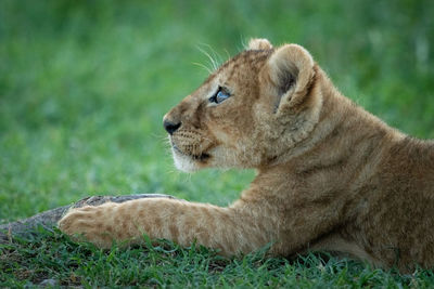 Close-up of lion cub lying with stick