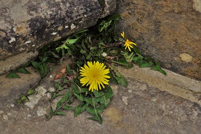 Close-up of yellow flower