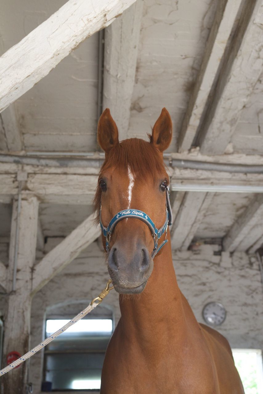 animal themes, one animal, mammal, domestic animals, portrait, bridle, looking at camera, day, close-up, no people, outdoors